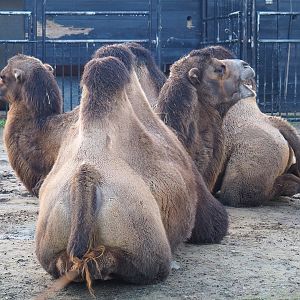 Bactrian camels (Camelus bactrianus), 2022-10-19