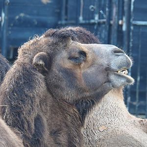 Bactrian camel (Camelus bactrianus), 2022-10-19