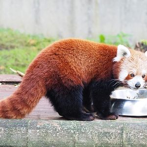 Nepalese red panda (Ailurus fulgens), 2022-10-19
