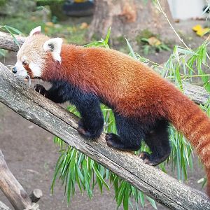 Nepalese red panda (Ailurus fulgens), 2022-10-19
