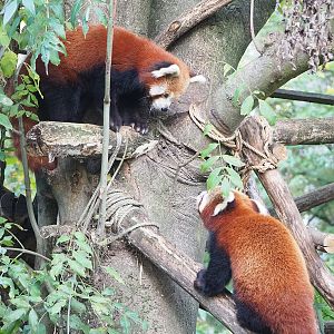 Nepalese red pandas (Ailurus fulgens), 2022-10-19