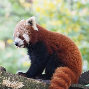 Nepalese red panda (Ailurus fulgens), 2022-10-19