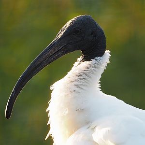 Black-headed ibis (Threskiornis melanocephalus), 2022-10-19
