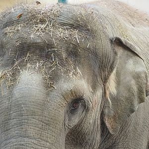 Asian elephant (Elephas maximus), 2022-10-19