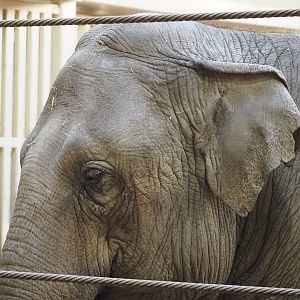 Asian elephant (Elephas maximus), 2022-10-19