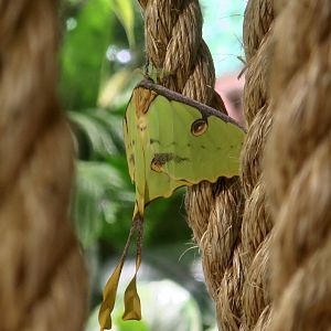 African Moon Moth (Argema mimosae)