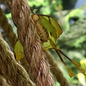 African Moon Moth (Argema mimosae)