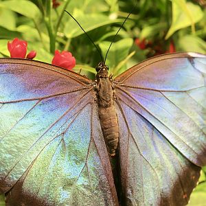 Peleides Blue Morpho (Morpho peleides)