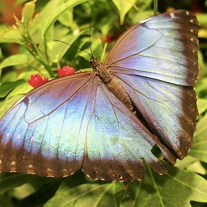 Peleides Blue Morpho (Morpho peleides)