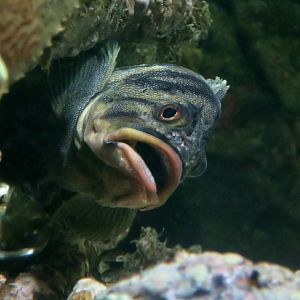 Treefish (Sebastes serriceps)