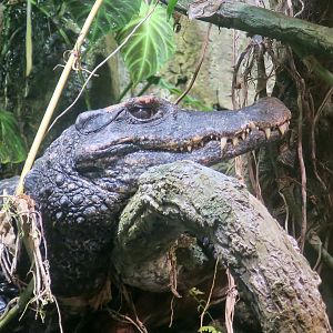 Smooth-Fronted Caiman (Paleosuchus trigonatus)