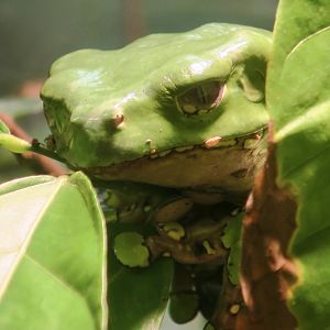 Giant Leaf Frog (Phyllomedusa bicolor)