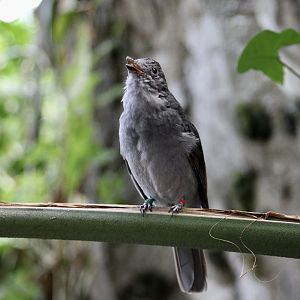 Screaming Piha (Lipaugus vociferans)
