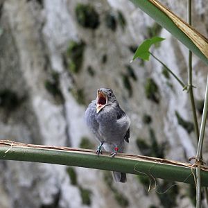 Screaming Piha (Lipaugus vociferans)