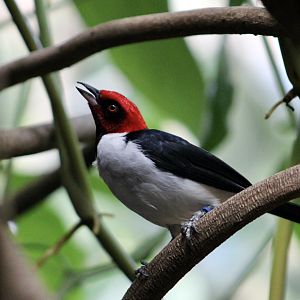Red-Capped Cardinal (Paroaria gularis gularis)