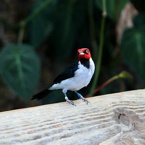 Red-Capped Cardinal (Paroaria gularis gularis)