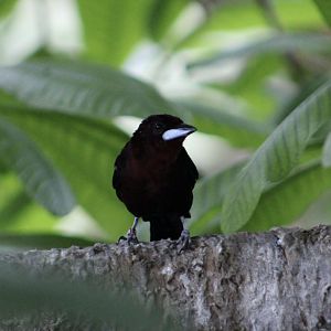 Silver-Beaked Tanager (Ramphocelus carbo)