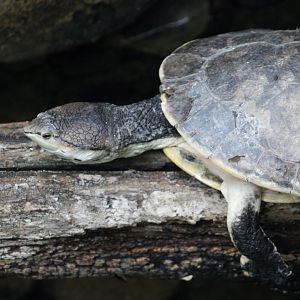 Hilaire's Toadheaded Turtle (Phrynops hilarii)
