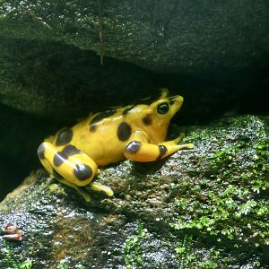 Panamanian Golden Frog (Atelopus zeteki)