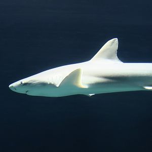 Blacknose Shark (Carcharhinus acronotus)