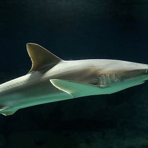 Blacknose Shark (Carcharhinus acronotus)