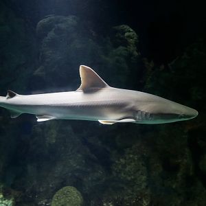 Blacknose Shark (Carcharhinus acronotus)