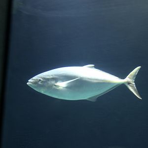 Bar Jack (Caranx ruber)