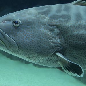 Black Grouper (Mycteroperca bonaci)