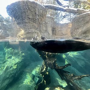 Sea Otter