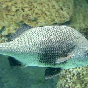 Black Margate (Anisotremus surinamensis)