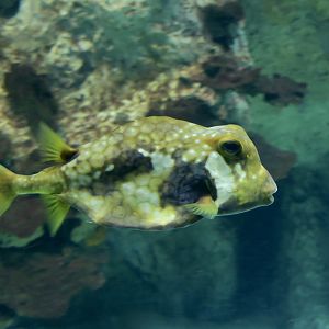 Buffalo Trunkfish (Lactophrys trigonus)