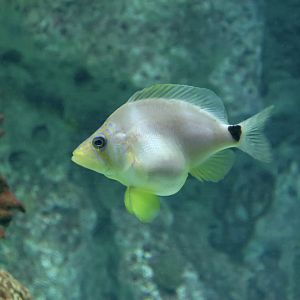 Butter Hamlet (Hypoplectrus unicolor)