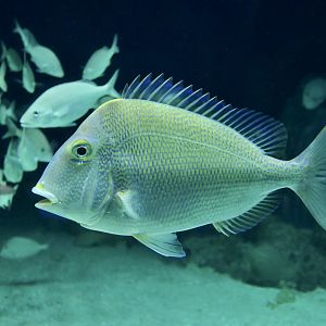 Saucereye Porgy (Calamus calamus)