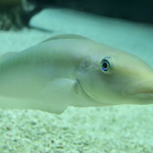 Sand Tilefish (Malacanthus plumieri)