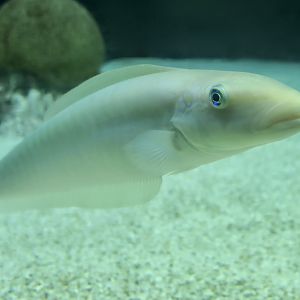 Sand Tilefish (Malacanthus plumieri)