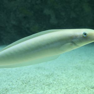 Sand Tilefish (Malacanthus plumieri)