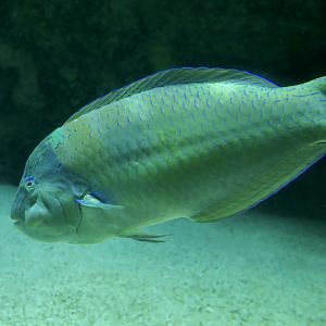 Puddingwife Wrasse (Halichoeres radiatus)