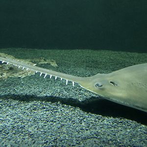 Common Sawfish (Pristis pristis)