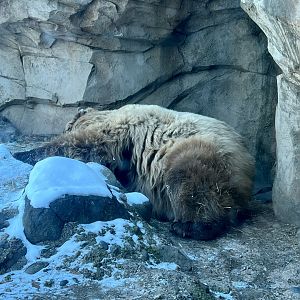 Dormant Brown Bear