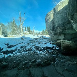 Dormant Brown Bear Exhibit
