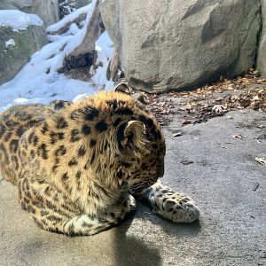 Amur Leopard