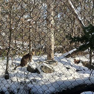 Amur Leopard exhibit