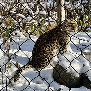 Amur Leopard