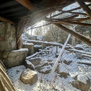 Amur Leopard Exhibit