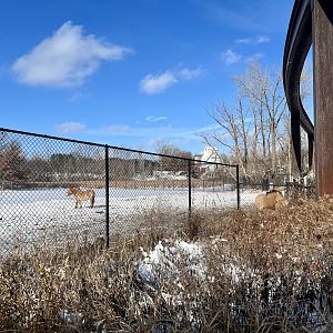 Pzewalski’s Horse Exhibit