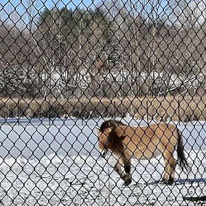 Pzewalski’s Horse