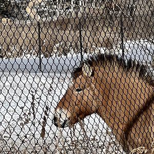 Pzewalski’s Horse