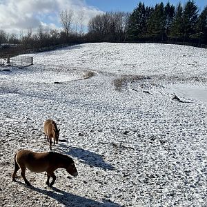 Pzewalski’s Horse Exhibit