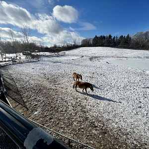 Pzewalski’s Horse Exhibit