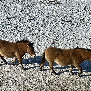 Pzewalski’s Horse Exhibit